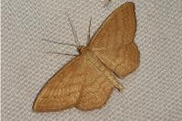 Idaea ochrata