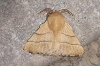 Malacosoma neustria