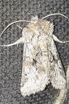 Cleonymia yvanii