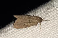 Apaidia mesogona