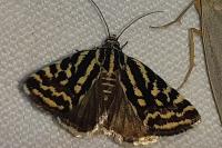 Emmelia trabealis