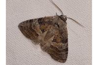 Tethea ocularis