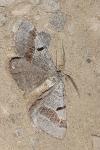 Itame vincularia
