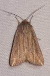 Mythimna riparia