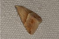 Eublemma parva