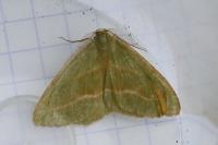 Hylaea fasciaria