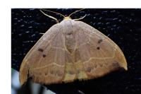 Watsonalla binaria