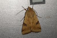 Heliothis peltigera