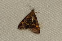 Pyrausta aurata