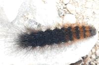 Arctia testudinaria