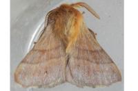 Malacosoma neustria
