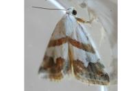 Eublemma candidana