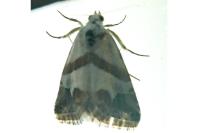 Eublemma candidana