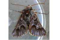 Amephana aurita