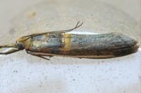 Etiella zinckenella