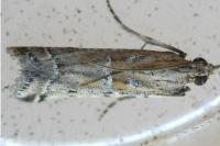 Pempelia