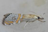 Euchromius bella