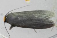 Achroia grisella