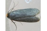 Achroia grisella
