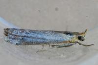Ancylosis cinnamomella
