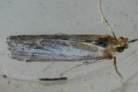 Ancylosis cinnamomella