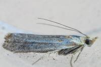 Ancylosis cinnamomella