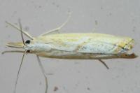 Xanthocrambus caducellus