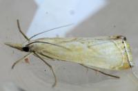 Xanthocrambus caducellus