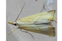 Xanthocrambus caducellus