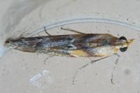 Ancylosis cinnamomella