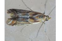 Ancylosis cinnamomella