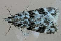 Eudonia delunella