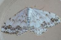 Scopula decorata