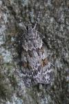 Scoparia pyralella