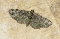 Pasiphila rectangulata