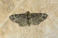Pasiphila rectangulata