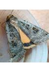 Noctua pronuba