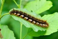 Euthrix potatoria