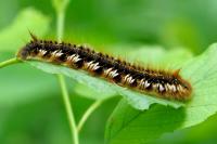 Euthrix potatoria