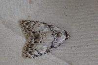 Meganola strigula
