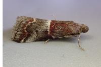 Acrobasis marmorea