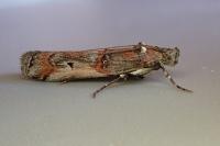 Pempelia palumbella