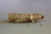 Acrobasis consociella
