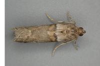 Acrobasis consociella