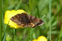 Euclidia glyphica