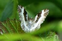 Epirrhoe alternata