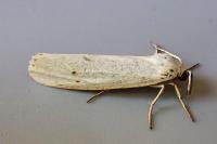 Coscinia cribraria cribraria