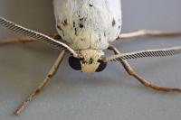 Coscinia cribraria cribraria