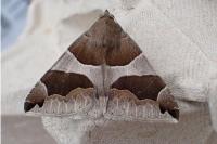 Dysgonia algira
