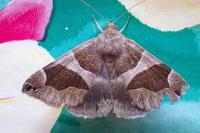 Dysgonia algira